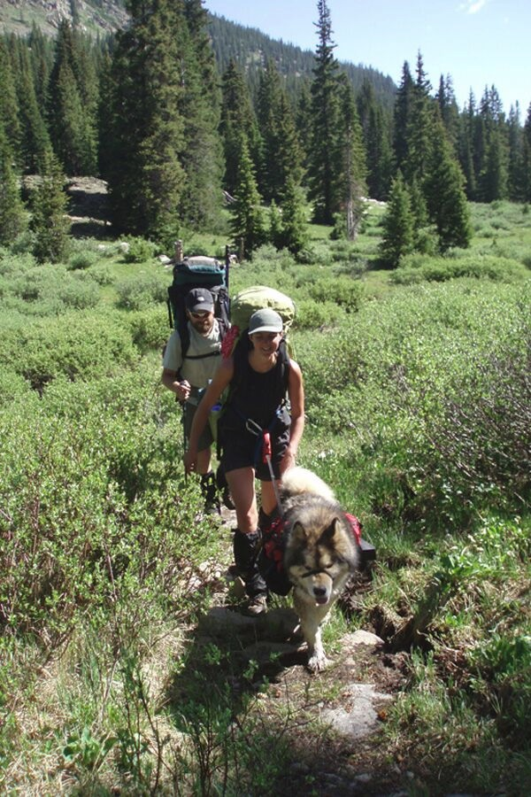 Two hikers and a dog with a pack on a mountain trail surrounded by greenery and trees.