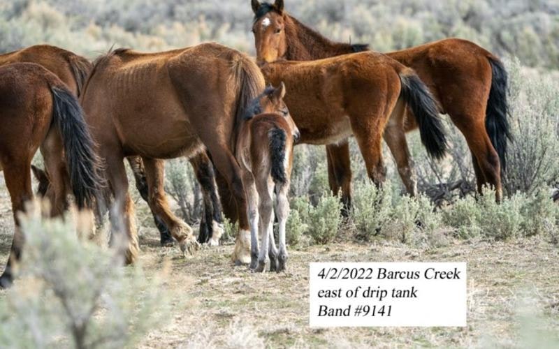 May contain: animal, colt horse, horse, mammal, and herd