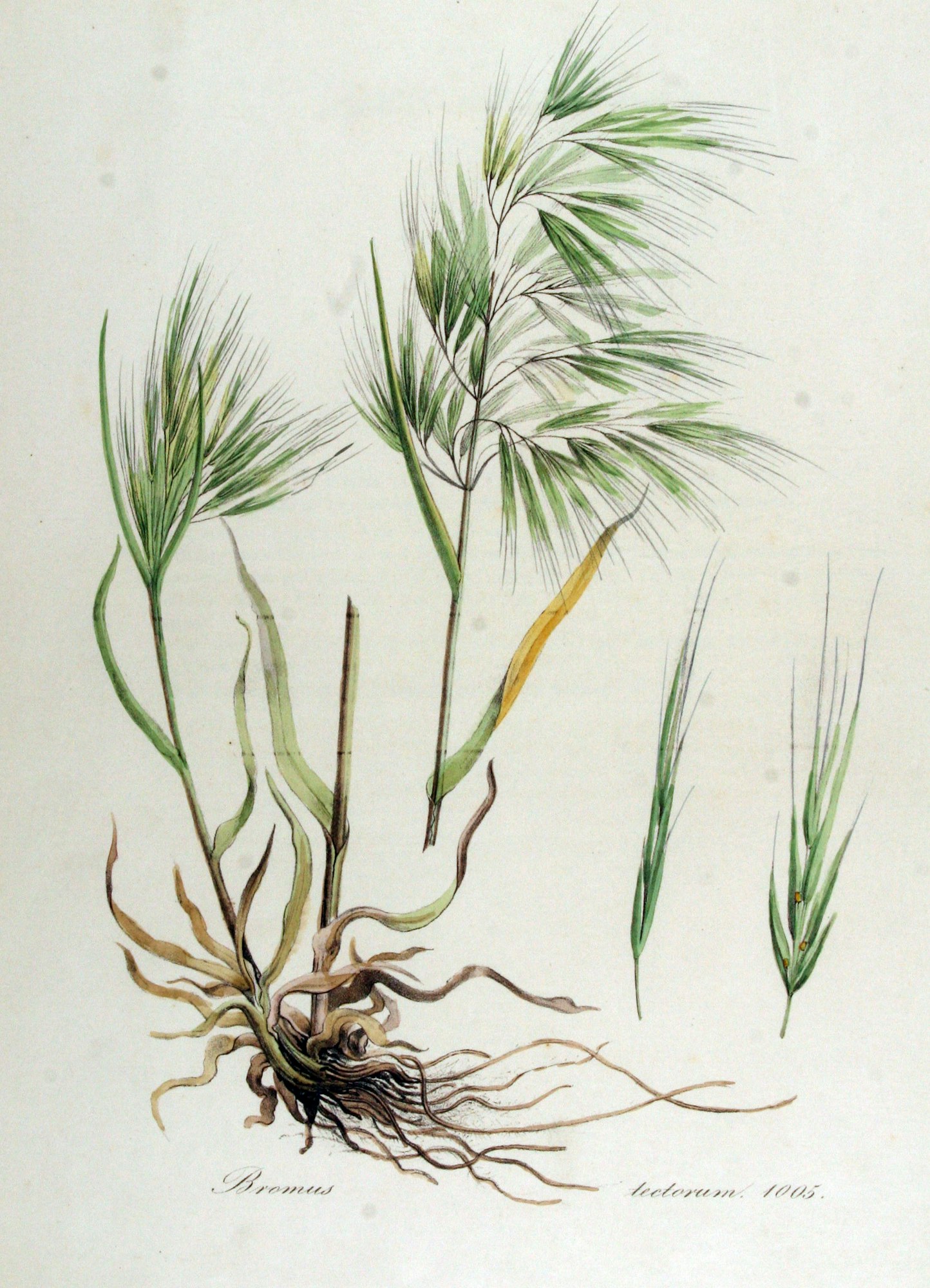 Botanical illustration of Bromus grass with detailed roots and stems.