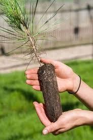 May contain: plant, tree, and potted plant