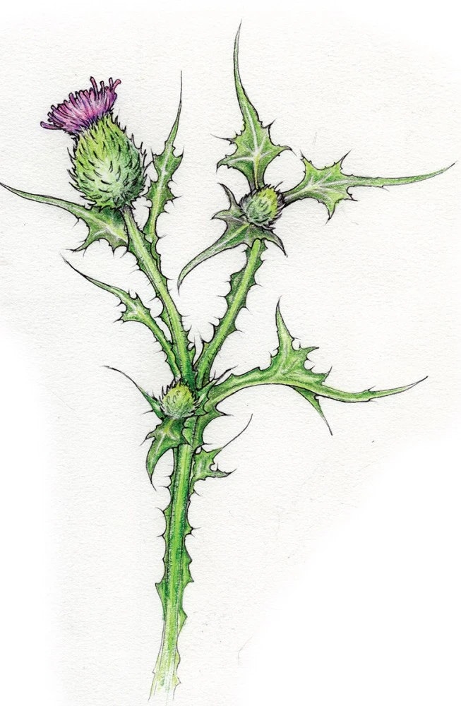 A botanical illustration of a thistle plant with spiky leaves and a purple flower.