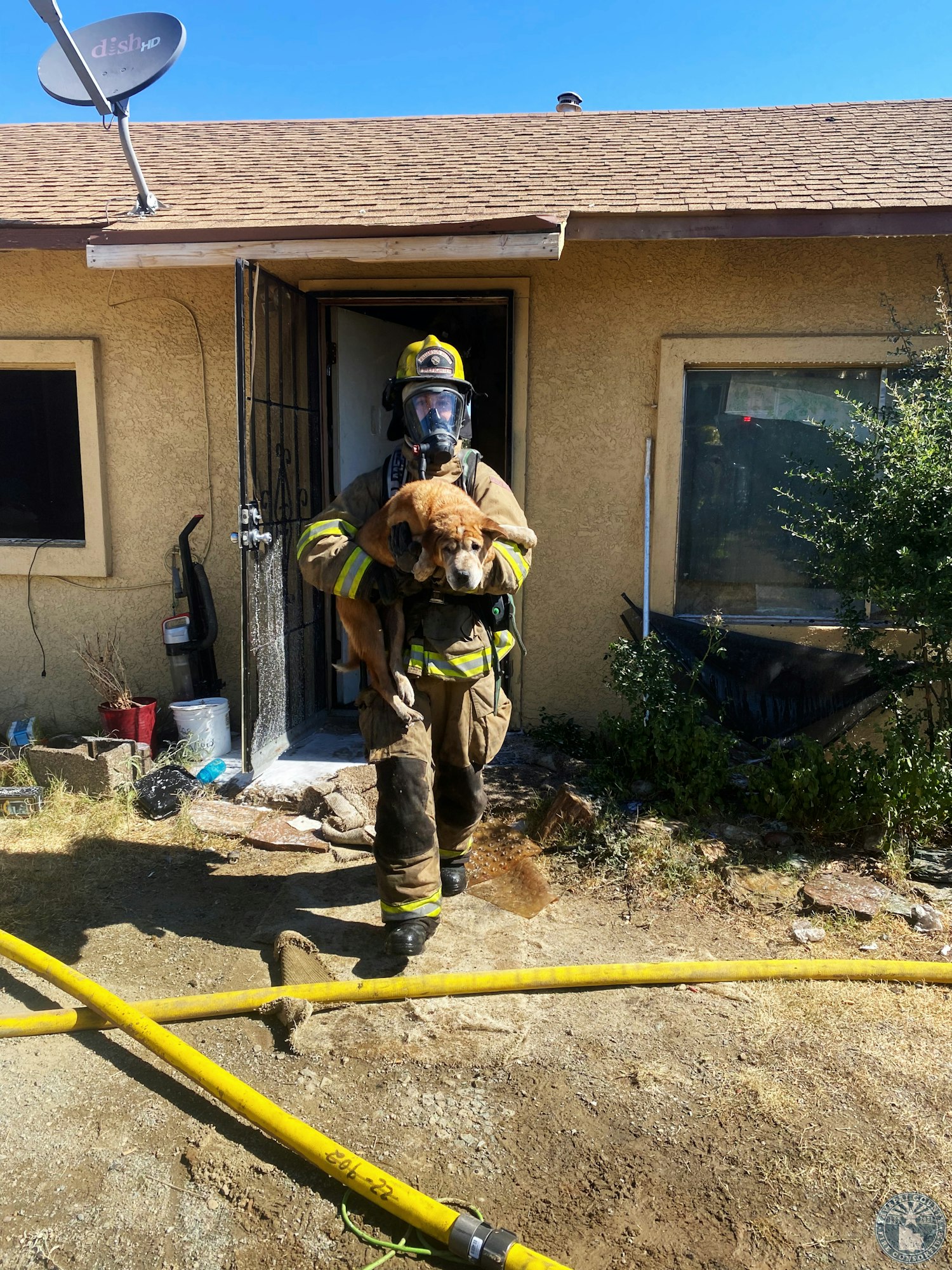 A firefighter in gear carries a dog out of a building with a hose on the ground.