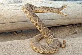 A coiled rattlesnake with its mouth open, poised to strike in a sandy area.