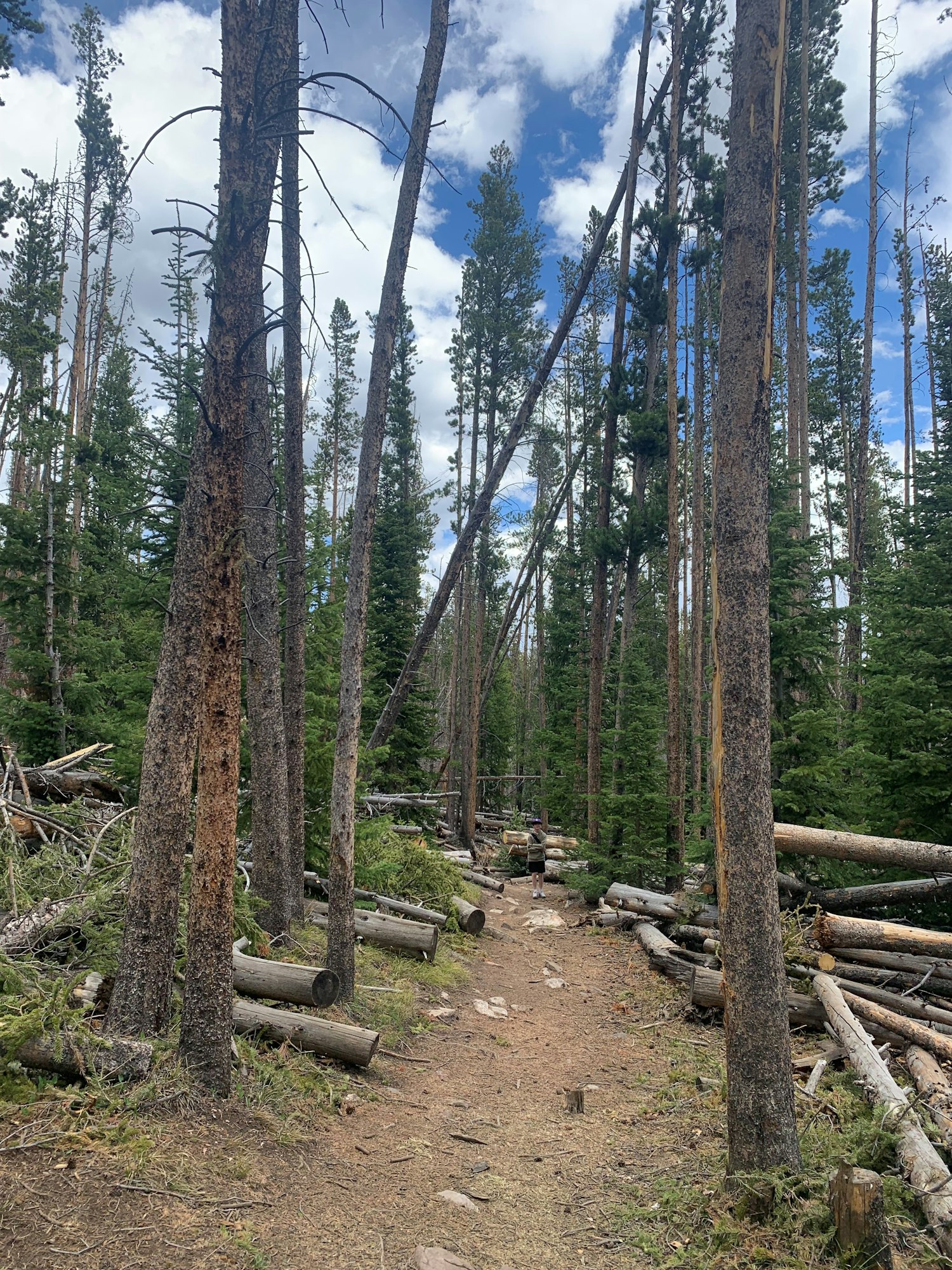A forest path lined with tall trees and fallen logs under a cloudy sky, suggesting a natural and serene environment.