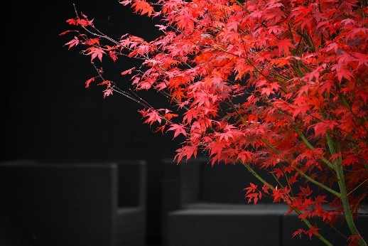 May contain: leaf, plant, tree, and maple