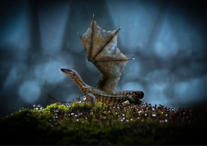 A small fantasy creature, resembling a lizard with dragon-like wings, stands on mossy ground.