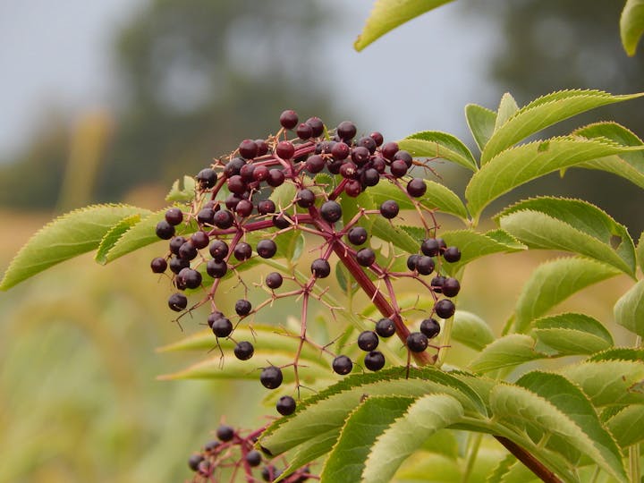The image shows a cluster of dark purple berries on a plant, surrounded by green leaves. It appears to be a type of elderberry.