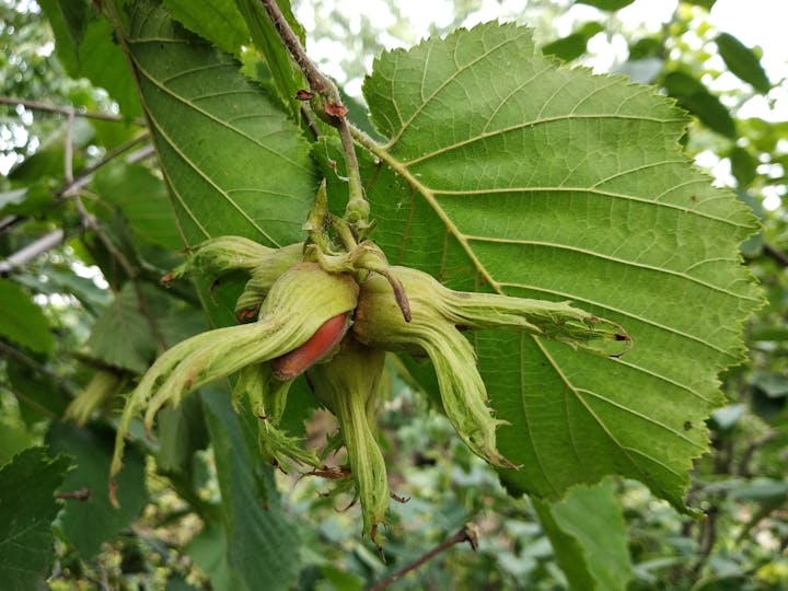 The image shows a hazelnut cluster surrounded by large green leaves, indicating it's growing on a tree.