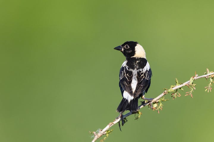 A black and white bird perched on a twig against a green background.