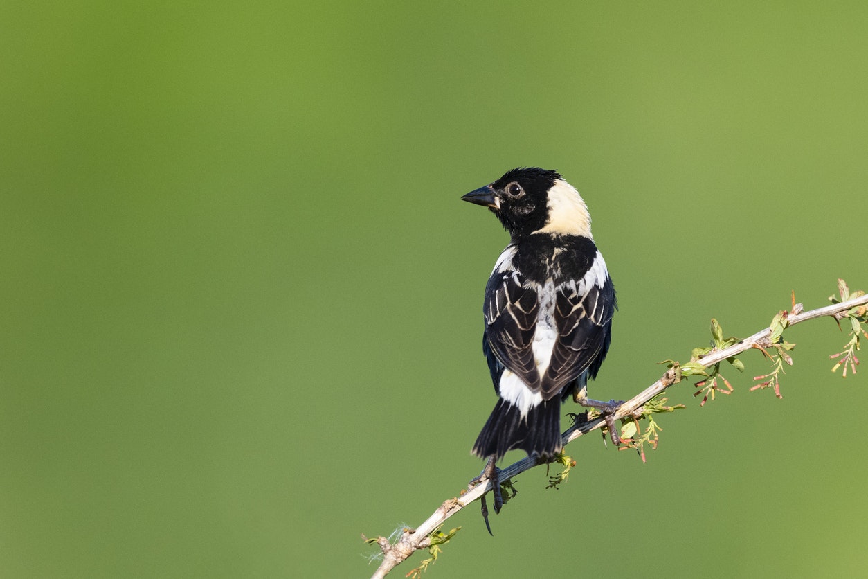 A black and white bird perched on a twig against a green background.