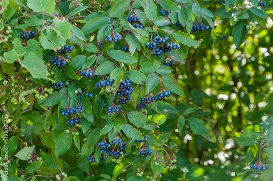 May contain: berry, blueberry, food, fruit, plant, and produce