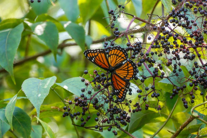 A striking butterfly with orange and black wings rests on dark berries amid lush green leaves.