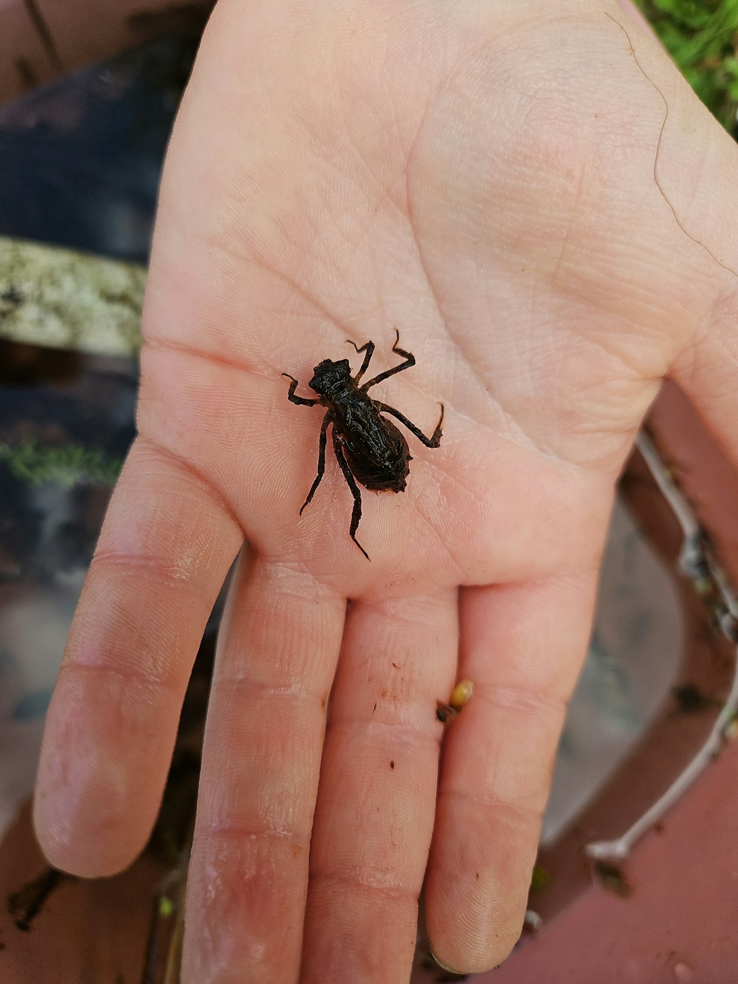 A small black insect on a person's palm.