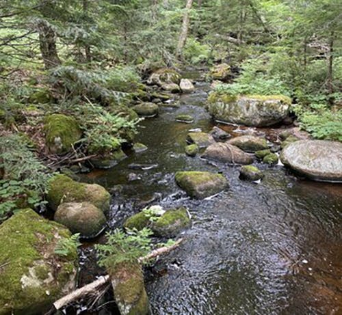 May contain: nature, outdoors, stream, water, creek, land, plant, rainforest, tree, vegetation, and wilderness