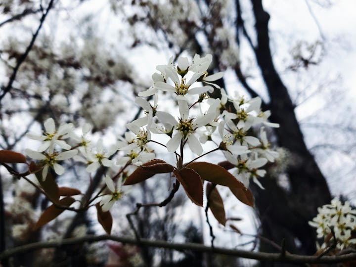 A close-up of delicate white flowers on a branch, surrounded by blurred foliage against an overcast sky.
