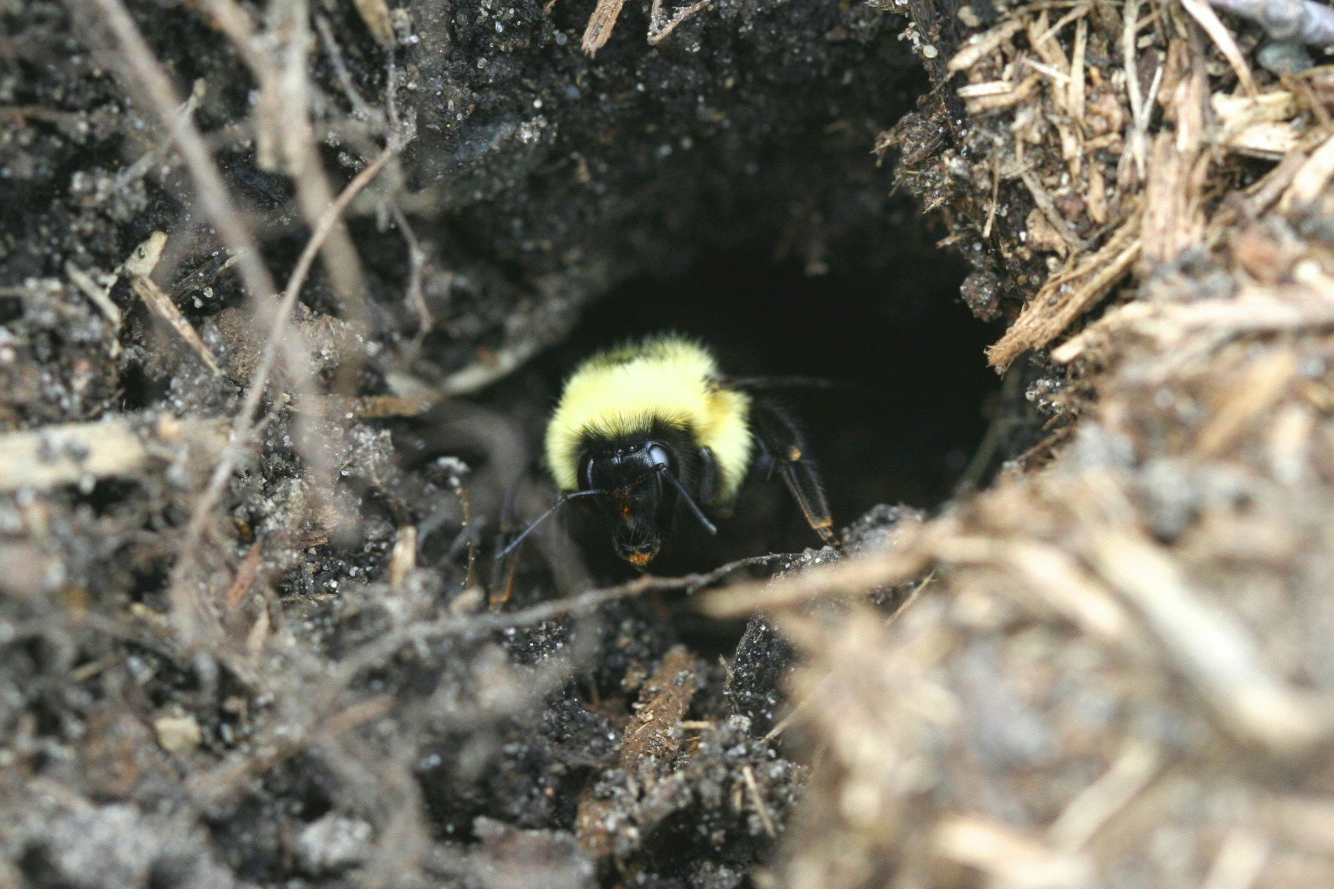 A bumblebee is emerging from a hole in the ground, surrounded by dirt and twigs.