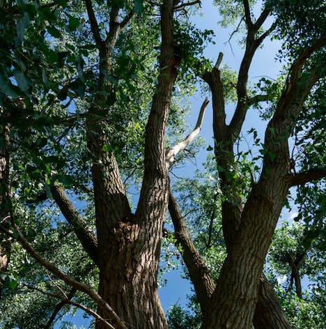 A view of tall trees with textured trunks and lush green leaves against a clear blue sky.