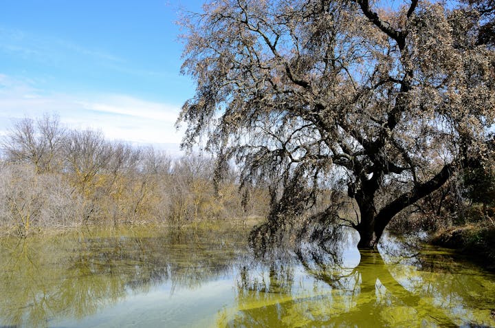 A serene pond with reflections, a large tree with bare branches, surrounded by shrubs under a blue sky.