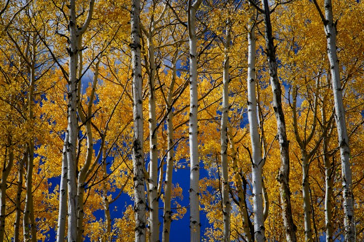 A stunning view of tall birch trees with bright yellow leaves against a blue sky, capturing the beauty of autumn.