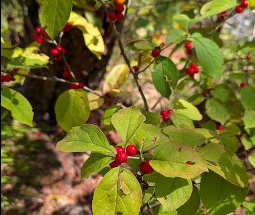 A close-up of a plant with green leaves and clusters of bright red berries.
