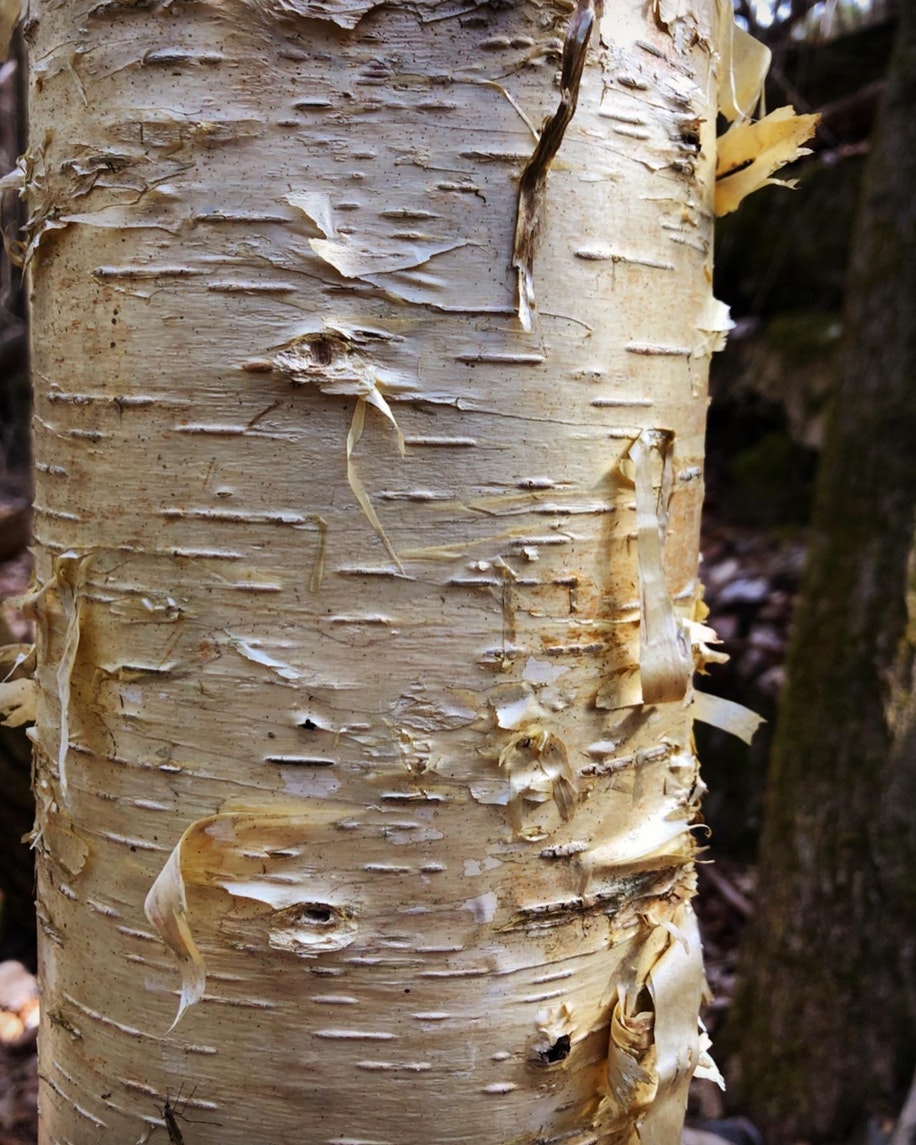 Close-up of a birch tree trunk with peeling bark.