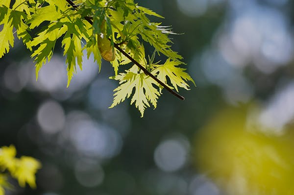 May contain: leaf, plant, and tree