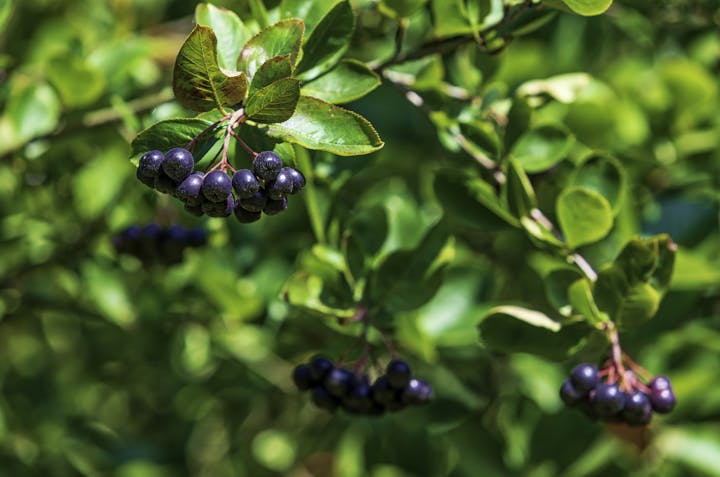 Cluster of dark purple berries on a green shrub with a blurred background.