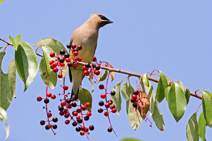 A cedar waxwing bird perched on a branch with red berries, against a blue sky.