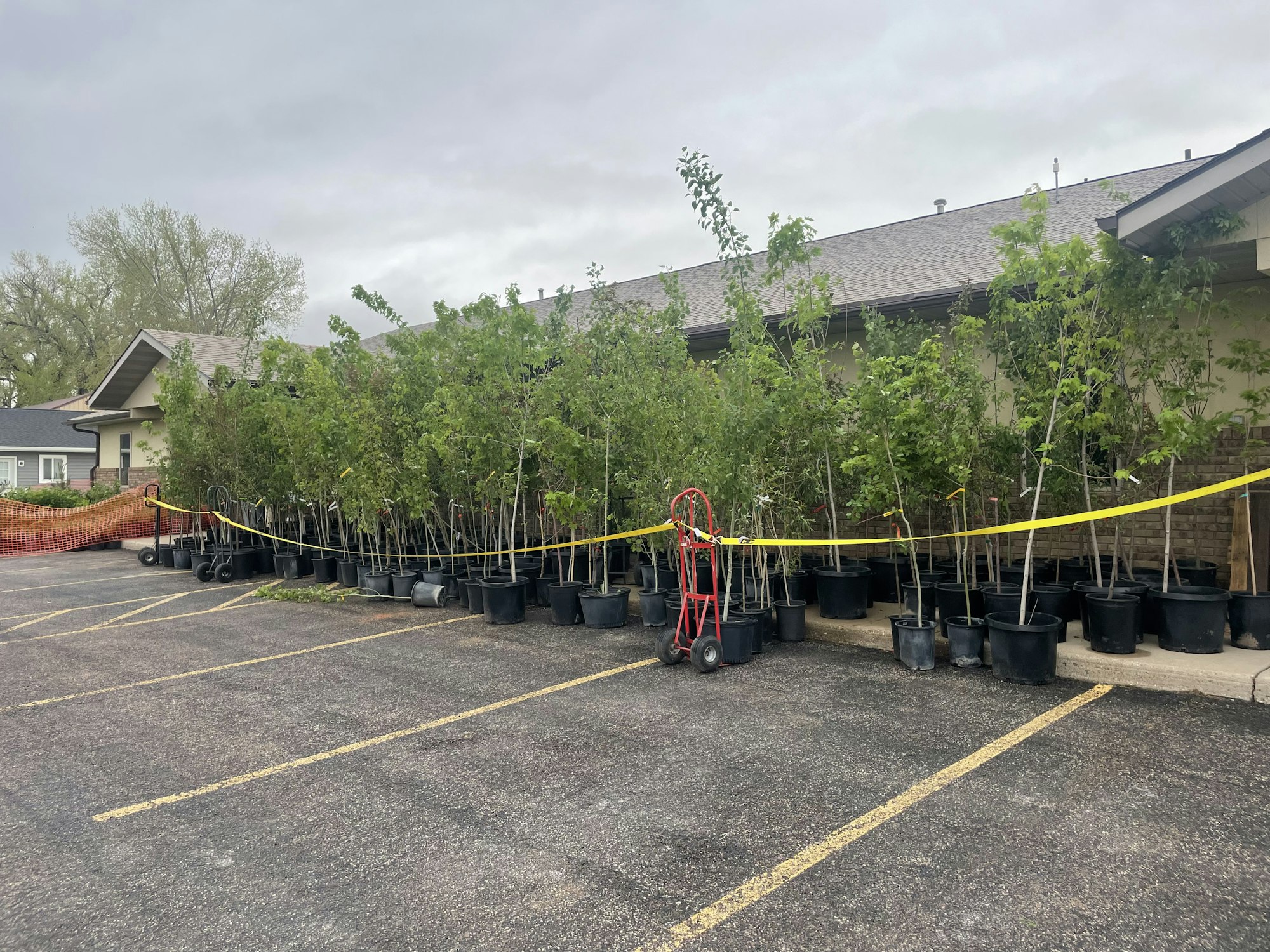 Potted trees lined up outside a building, with caution tape and a red hand truck nearby.