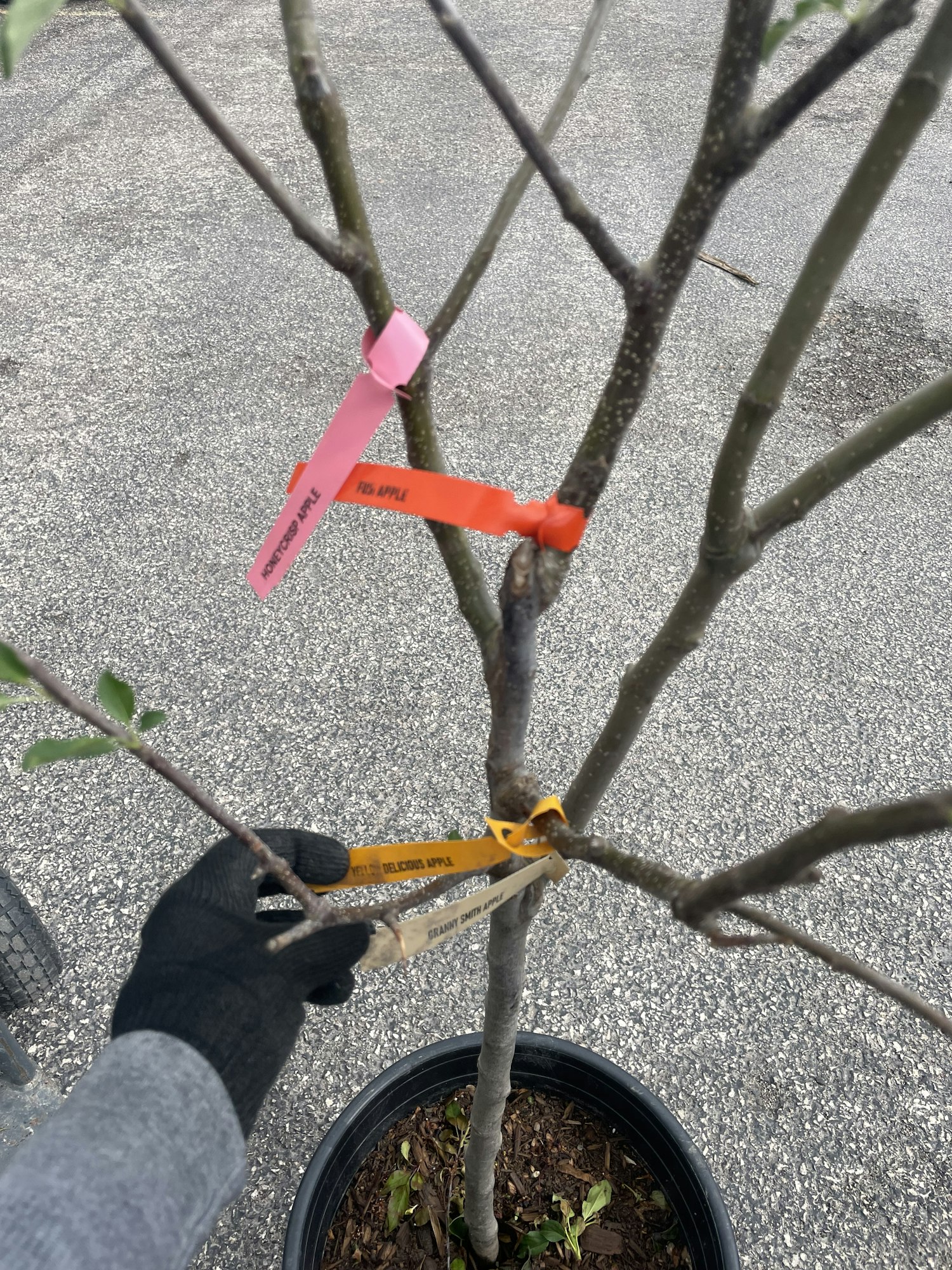 A potted tree with multiple tags on its branches, held by a person wearing a glove.