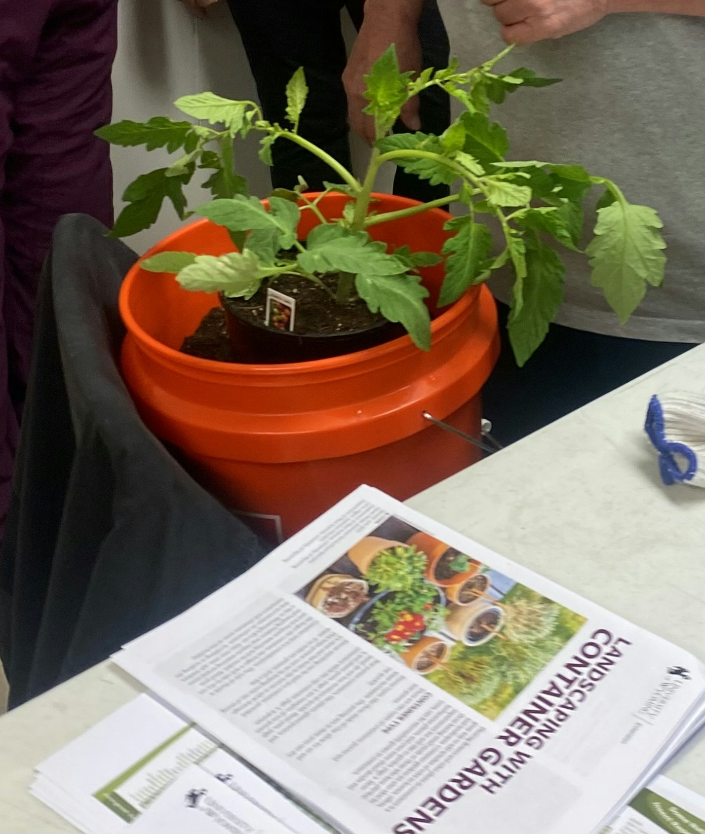 A tomato plant in a pot, gardening flyers, and part of two people standing.