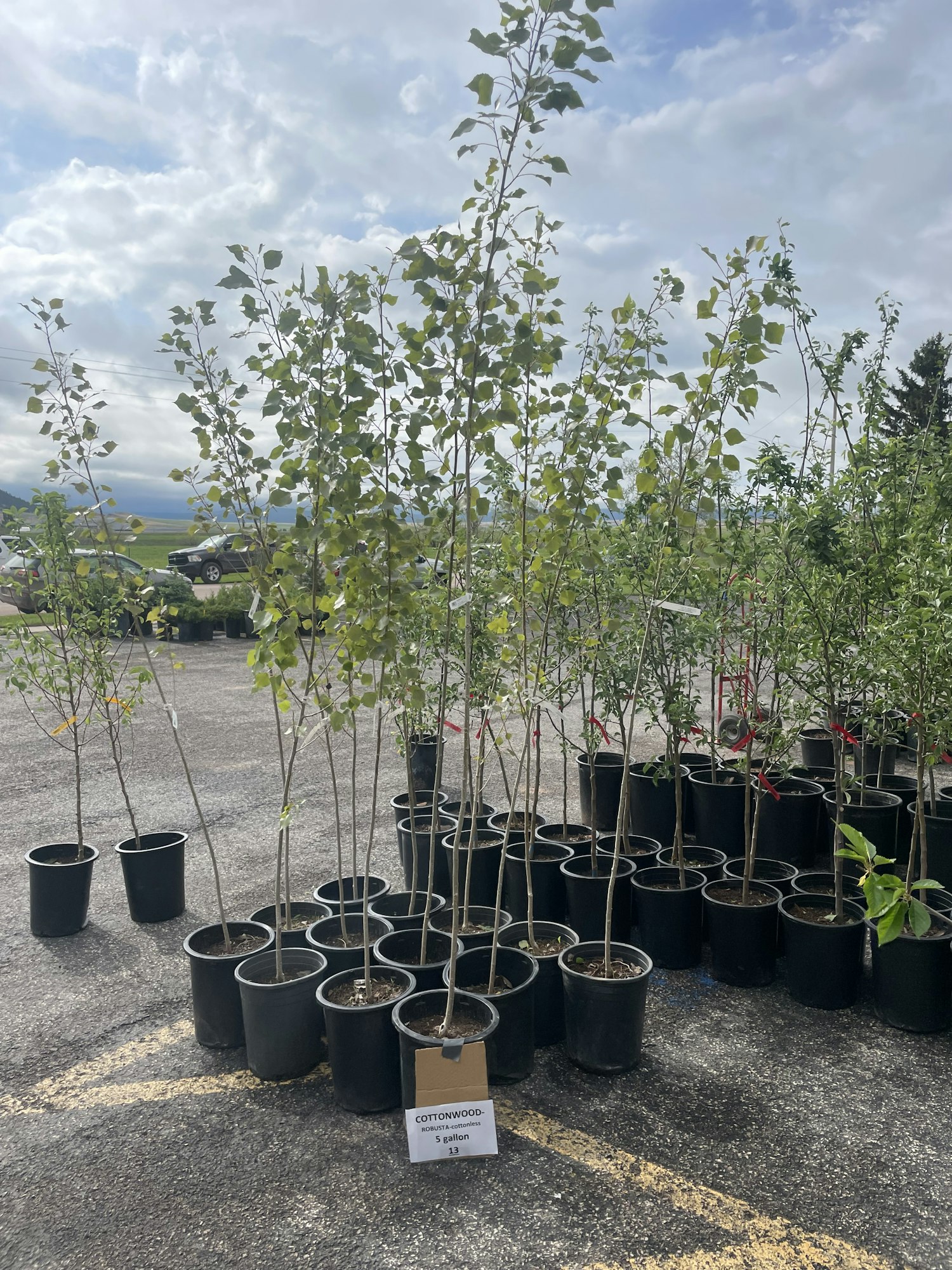 Potted cottonwood saplings are arranged on a paved surface, under a cloudy sky.