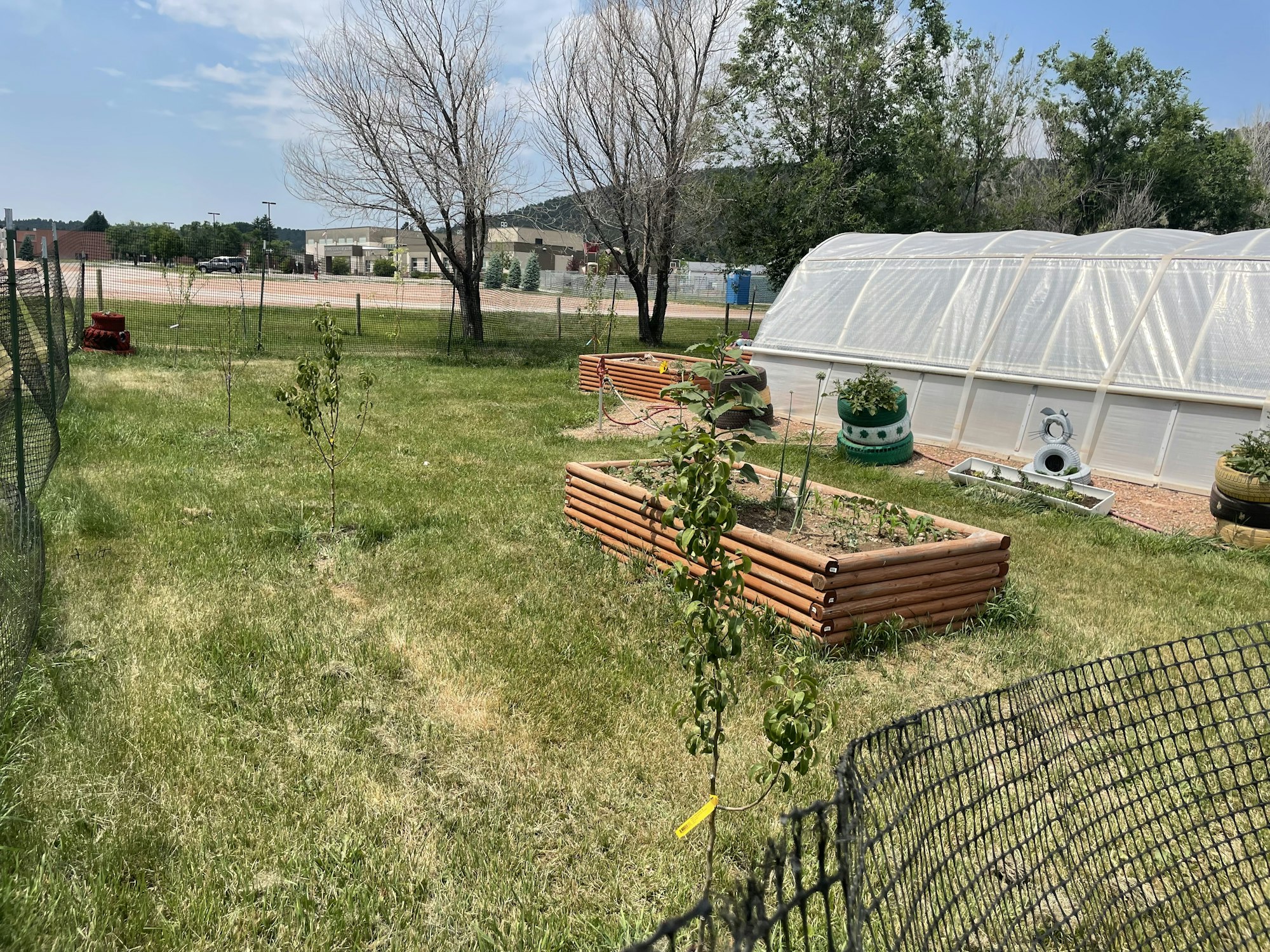 Urban garden with raised beds, a greenhouse, and young trees, fenced in under a sunny sky.