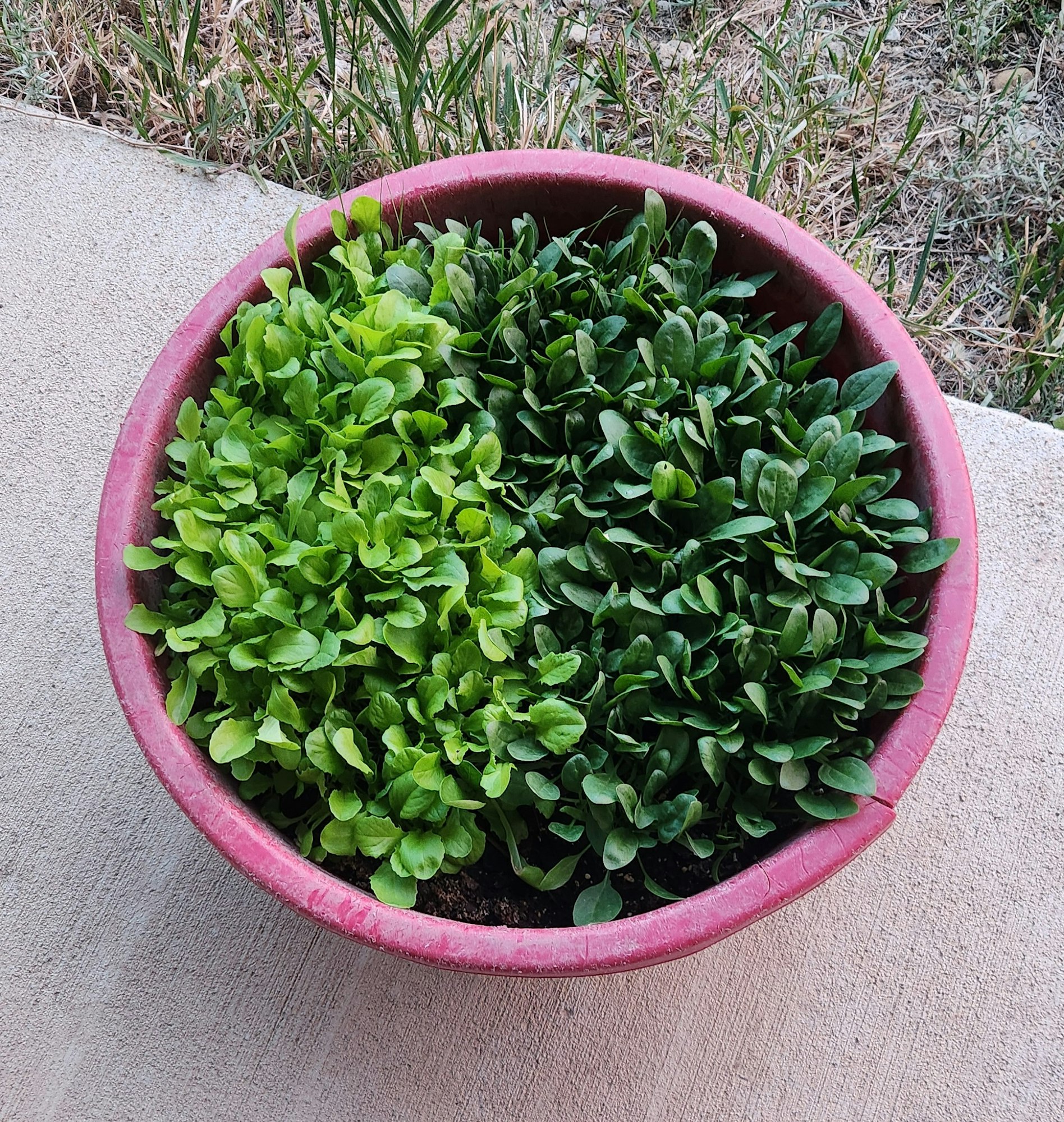 A potted plant with lush green leaves on a concrete surface, with grass in the background.