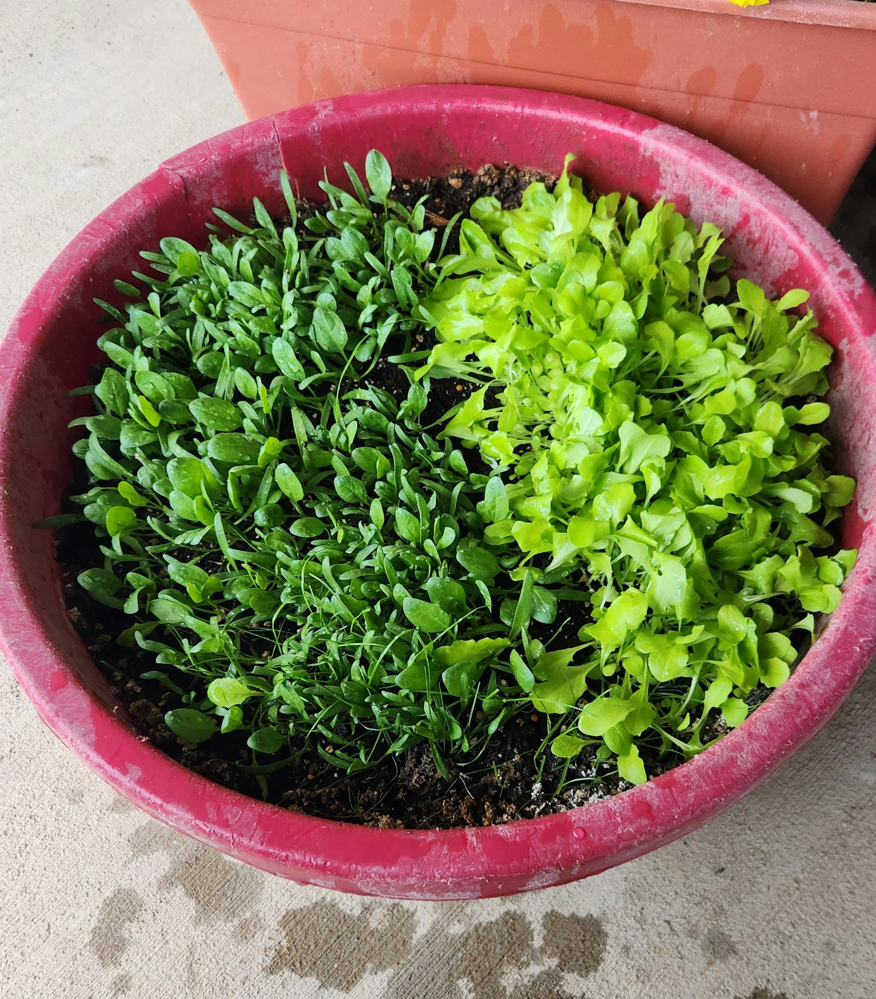 A pot with young green plants, possibly herbs or lettuce, on a concrete surface.
