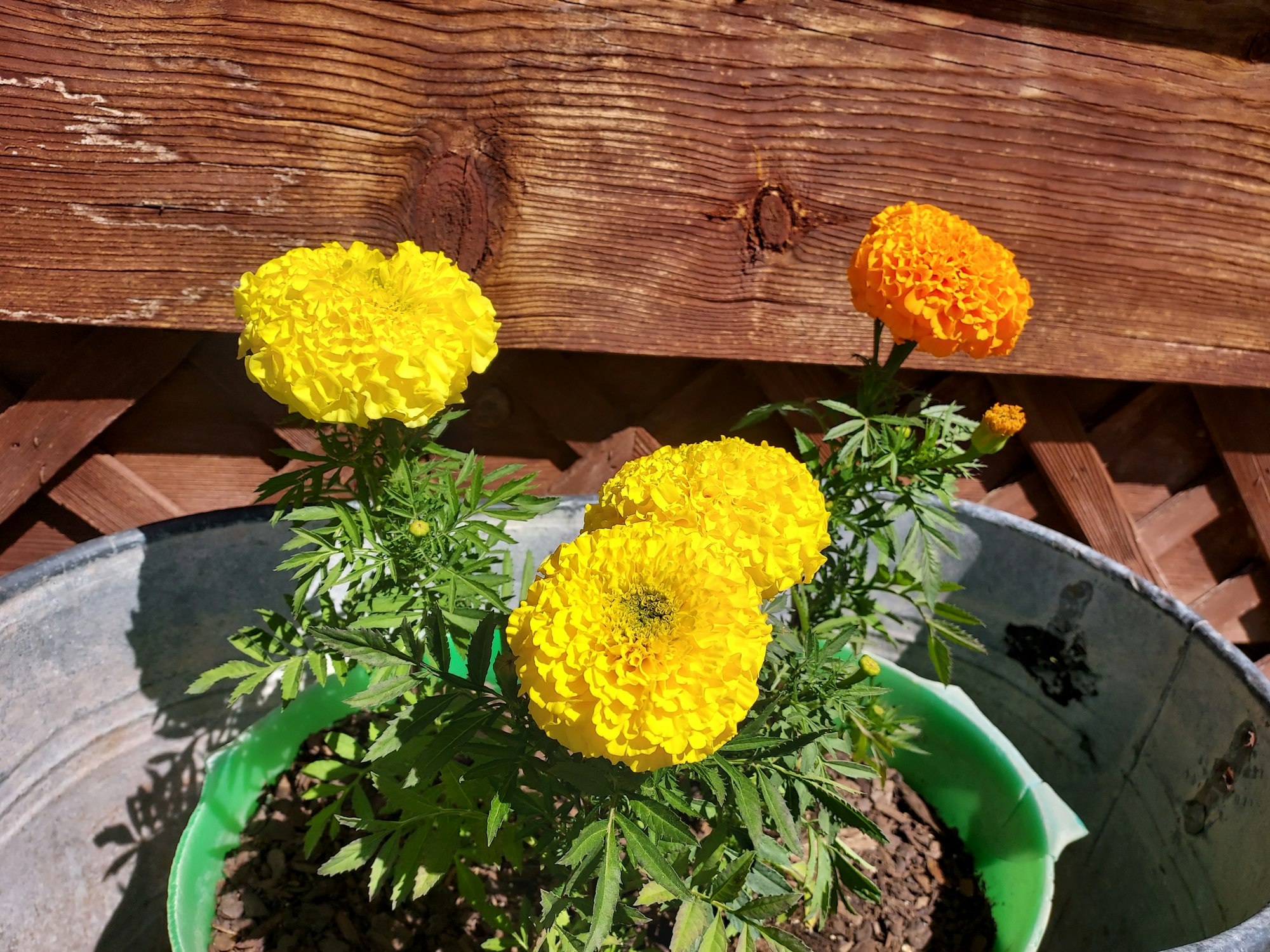 Vibrant marigold flowers in a green pot against a wooden backdrop.