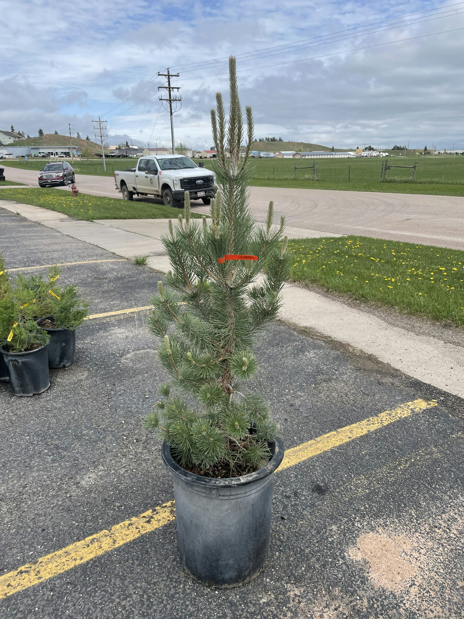 A potted pine tree on a parking lot with a cloudy sky and cars in the background.