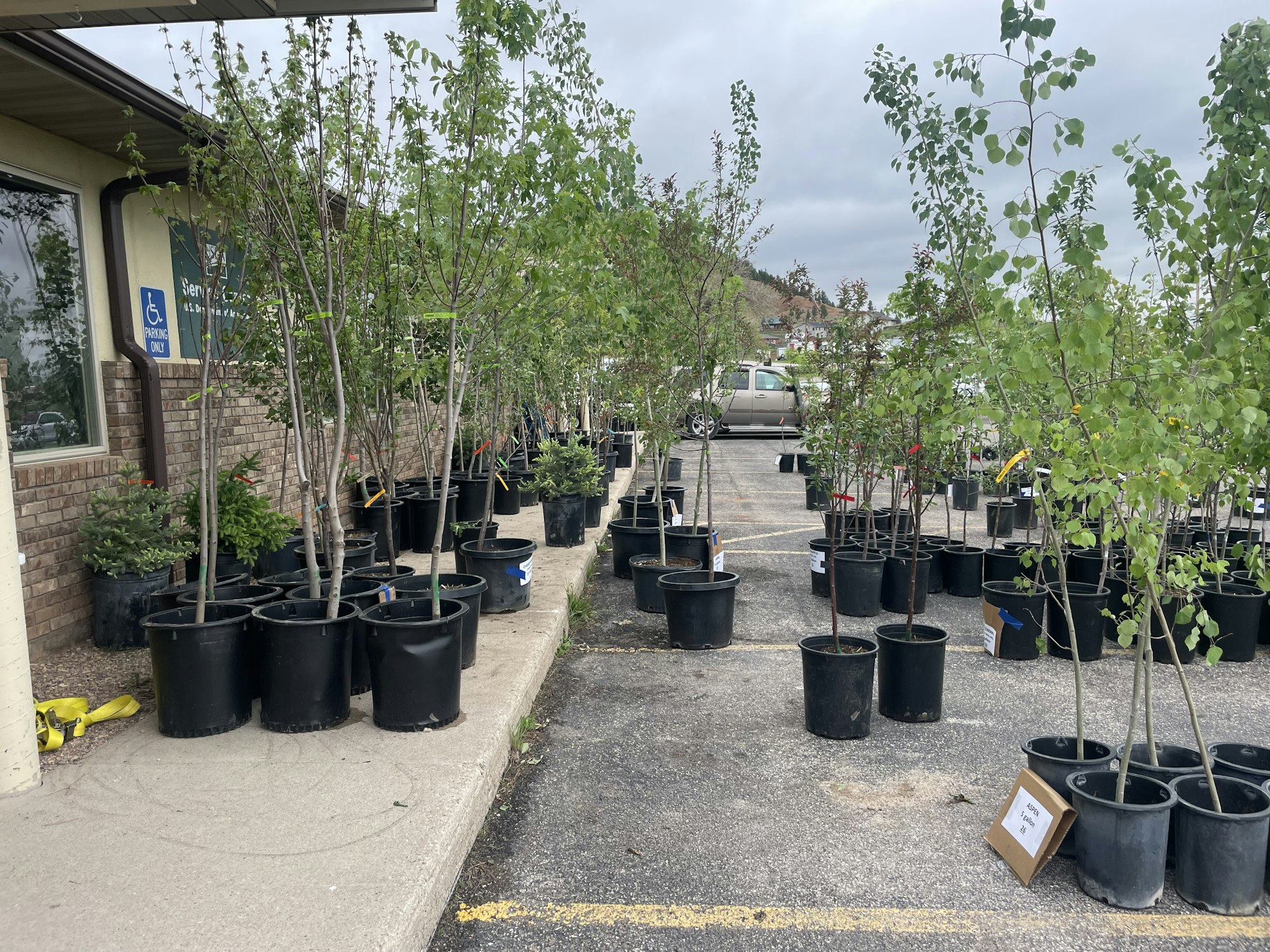 Potted trees and plants arranged outside a building, likely a nursery or garden center.