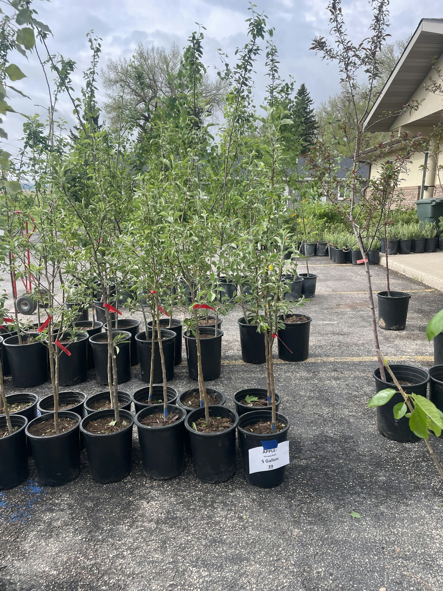Potted plants and small trees in black containers lined up on a paved surface.