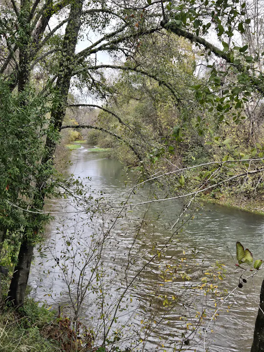Russian River at the Forks, November 2025 by E Salomone