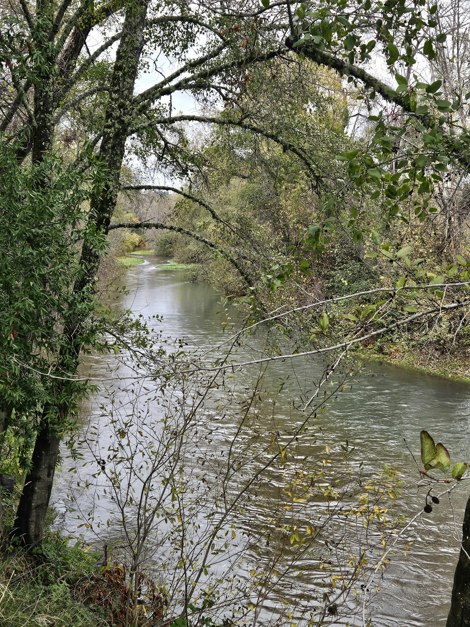 Russian River at the Forks, November 2025 by E Salomone