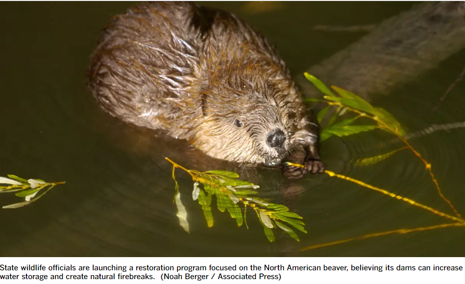 A beaver in water nibbling on a branch.