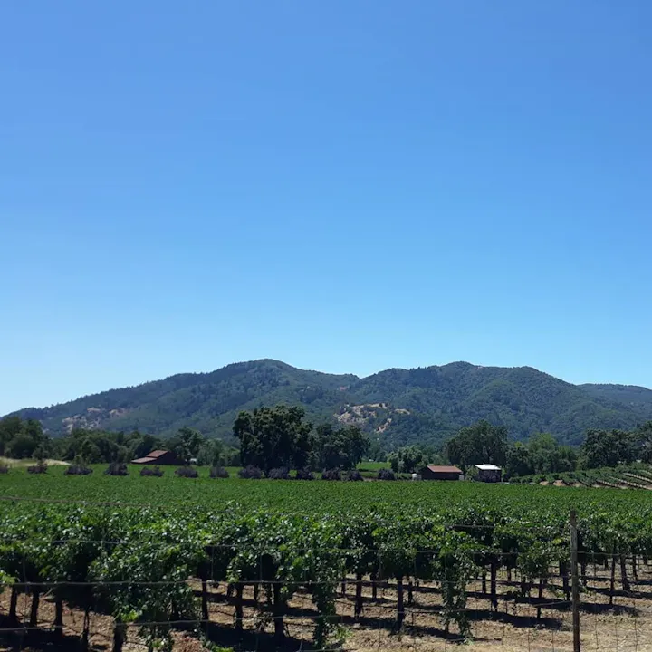 Mendocino County vineyard