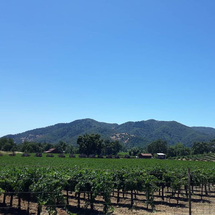 Mendocino County vineyard