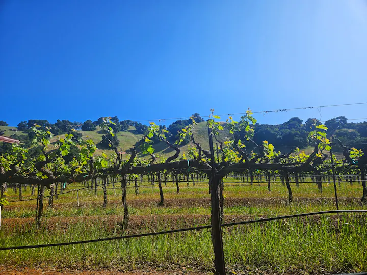 Mendocino County Vineyard, May 1, 2025 by E Salomone