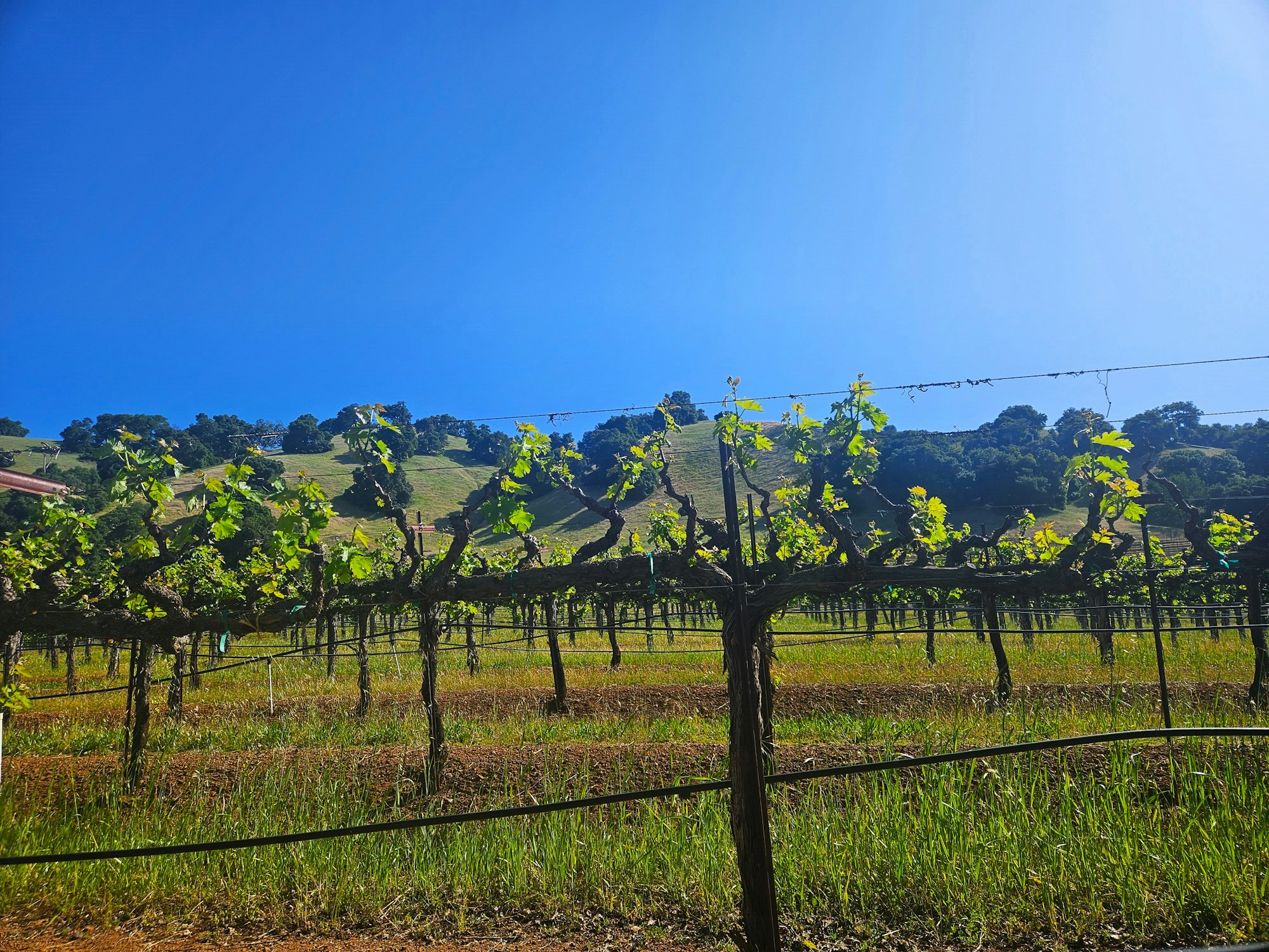 Mendocino County Vineyard, May 1, 2025 by E Salomone