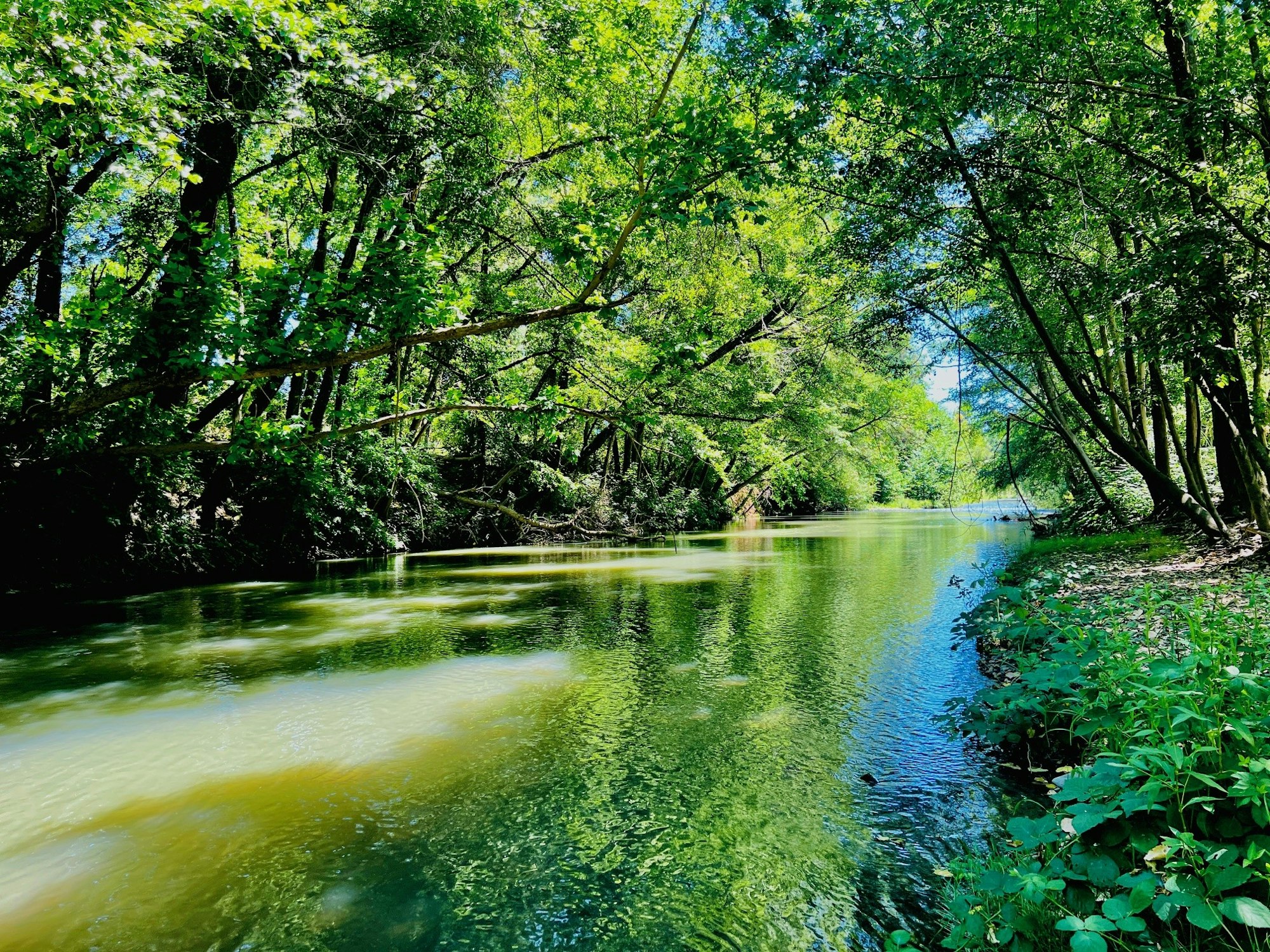 Russian River at Riverside Park, June 2024 by CJ Watt
