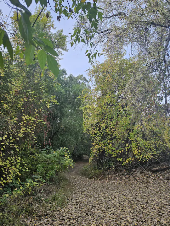 Last look at autumn in Mendocino County, by E Salomone