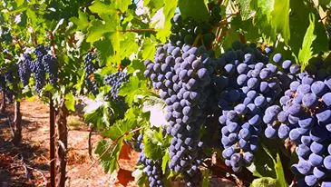 A close-up view of ripe purple grapes hanging from vines in a lush vineyard.