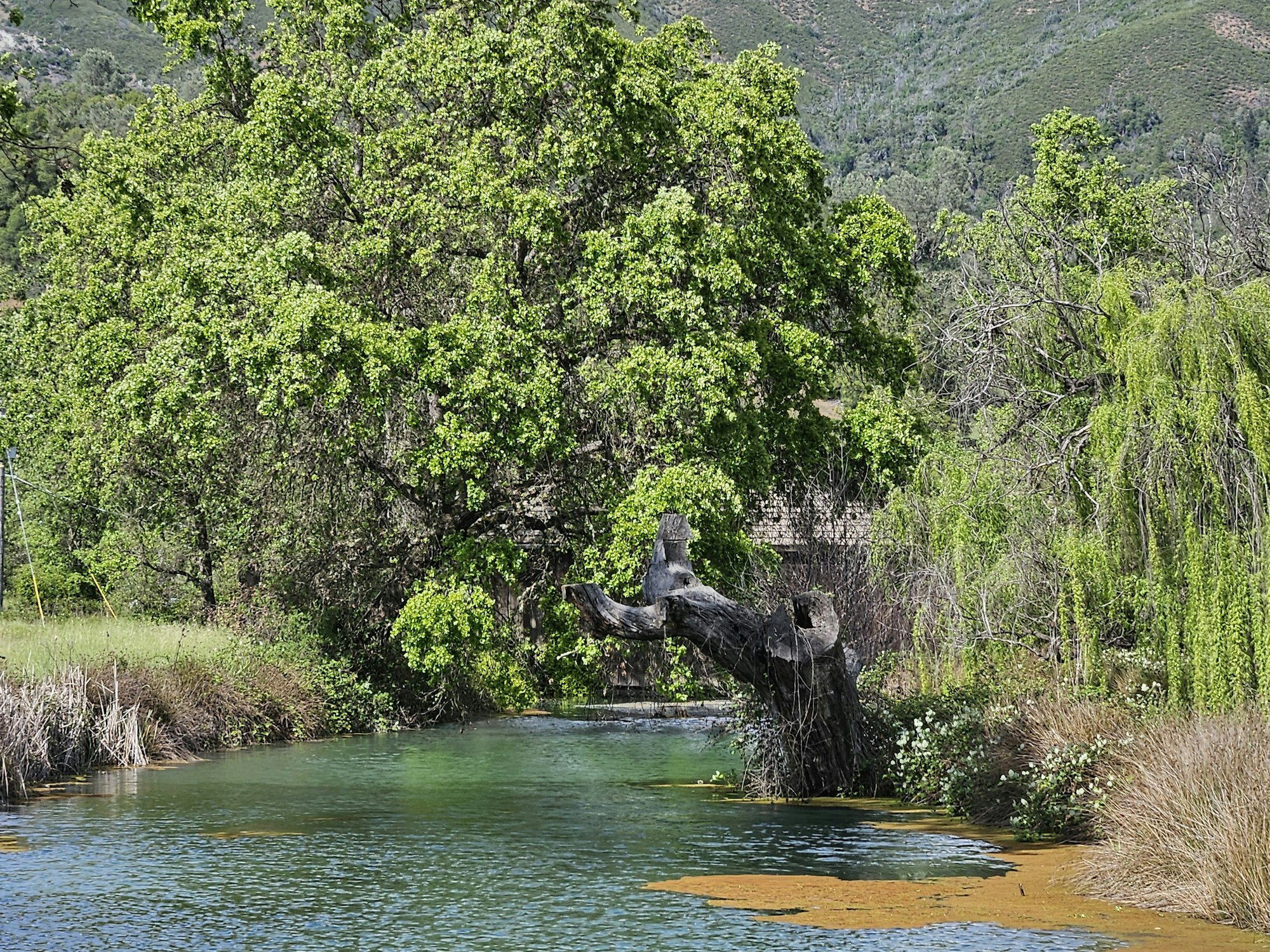 East Fork Russian River in Potter Valley, April 2026 by E Salomone
